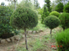 Cupressus sempervirens