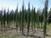 upressus sempervirens piramidalis