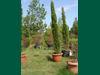 upressus sempervirens piramidalis
