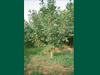 Fraxinus excelsior