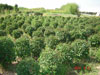 Ligustrum vulgare