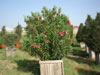 Nerium oleander