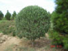 Olea europaea