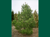 Pinus eldarica