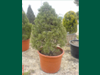 Pinus strobus