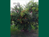 Punica granatum
