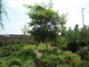 Robinia pseudoacacia