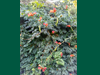 Campsis