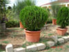Thuya orientalis