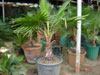 Washingtonia robusta
